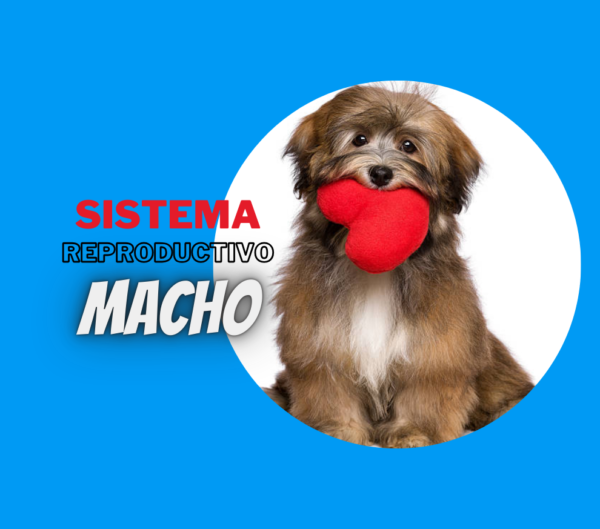 Sistema reproductivo macho